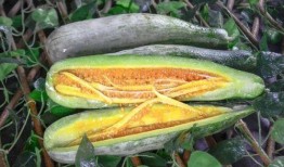 烟台吃瓜网红是谁,瓜界风云人物背后的故事